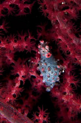 A Bargibanti Pygmy Seahorse, first time I shot one of these. by Steve De Neef 